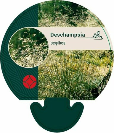 Deschampsia cespitosa P9 - afbeelding 5