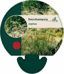 Deschampsia cespitosa P9 - afbeelding 5