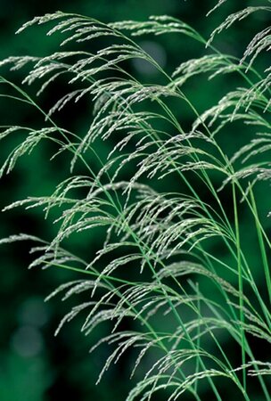 Deschampsia cespitosa P9 - afbeelding 2