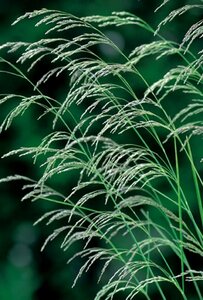 Deschampsia cespitosa P9 - afbeelding 2