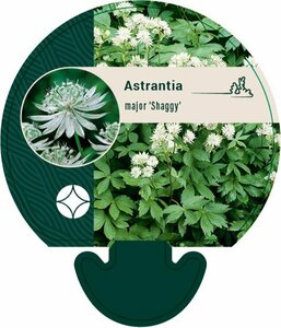 Astrantia major 'Shaggy' P9 - afbeelding 2