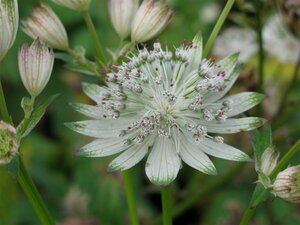 Astrantia major 'Shaggy' P9 - afbeelding 3