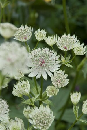 Astrantia major 'Shaggy' P9 - afbeelding 4