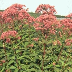 Eupatorium maculatum 'Atropurpureum' P9 - afbeelding 2