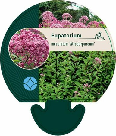 Eupatorium maculatum 'Atropurpureum' P9 - afbeelding 4