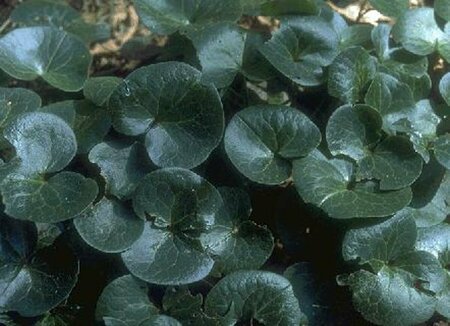 Asarum europaeum P9 - afbeelding 1