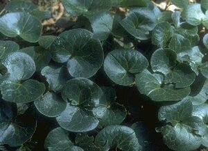 Asarum europaeum P9 - afbeelding 1