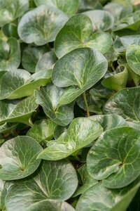 Asarum europaeum P9 - afbeelding 3