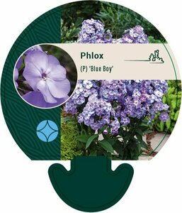 Phlox paniculata 'Blue Boy' P9 - afbeelding 1