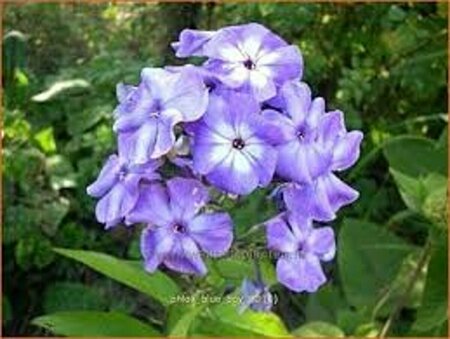 Phlox paniculata 'Blue Boy' P9 - afbeelding 2