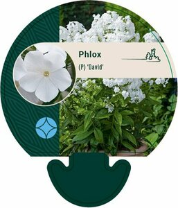 Phlox paniculata 'David' P9 - afbeelding 2