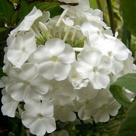 Phlox paniculata 'David' P9 - afbeelding 4