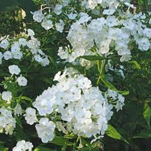 Phlox paniculata 'David' P9 - afbeelding 5