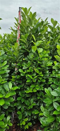 Prunus laurocerasus 'Rotundifolia' 80/100 C. - afbeelding 3