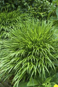 Hakonechloa macra P9 - afbeelding 10