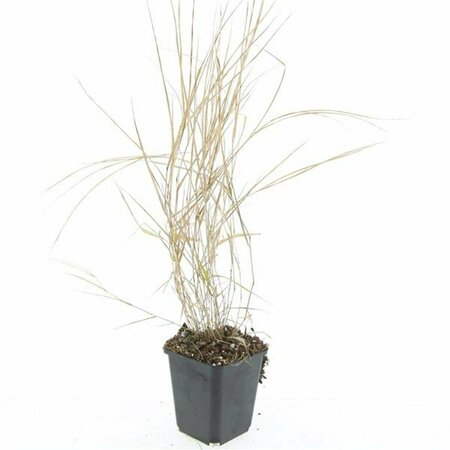 Hakonechloa macra P9 - afbeelding 6