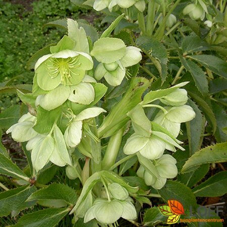 Helleborus argutifolius P9 - afbeelding 1