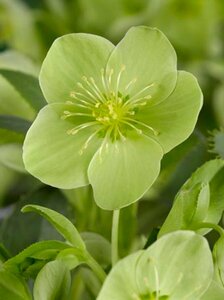 Helleborus argutifolius P9 - afbeelding 4