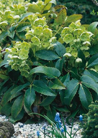 Helleborus argutifolius P9 - afbeelding 5