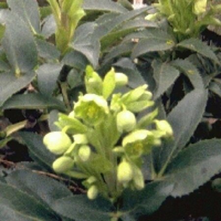 Helleborus argutifolius P9 - afbeelding 6