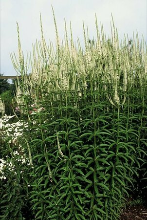 Veronicastrum virginicum 'Album' P9 - afbeelding 3