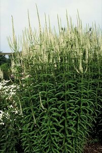 Veronicastrum virginicum 'Album' P9 - afbeelding 3