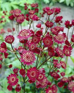 Astrantia major 'Claret' P9 - afbeelding 4