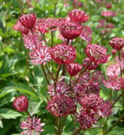 Astrantia major 'Claret' P9 - afbeelding 5