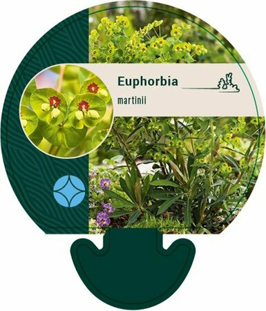 Euphorbia martinii P9 - afbeelding 2