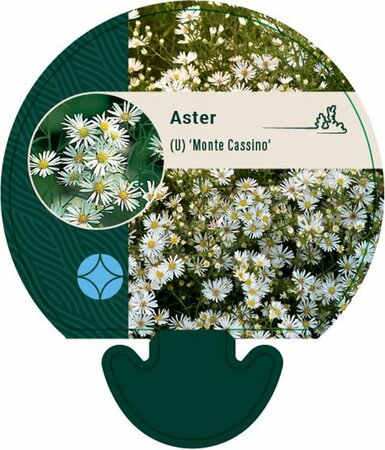 Aster pringlei 'Monte Cassino' P9 - afbeelding 8