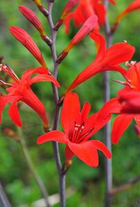 Crocosmia 'Lucifer' C2 - afbeelding 6