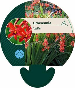 Crocosmia 'Lucifer' C2 - afbeelding 1