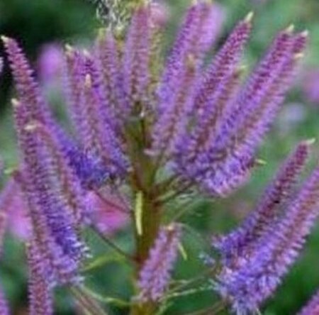 Veronicastrum virginicum 'Fascination' P9 - afbeelding 1