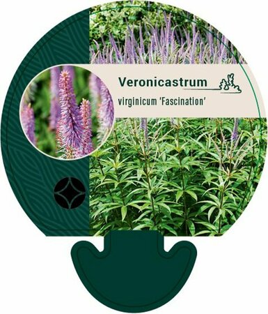 Veronicastrum virginicum 'Fascination' P9 - afbeelding 2