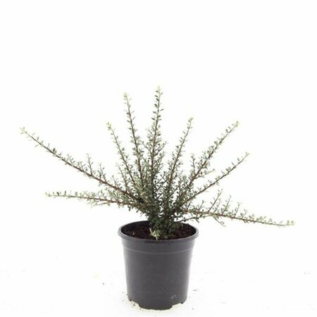 Rubus tricolor P9 - afbeelding 5