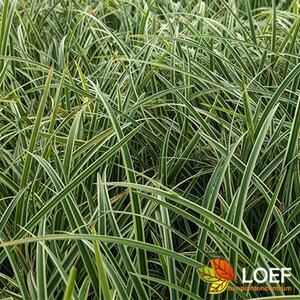 Carex morrowii 'Ice Dance' C2 - afbeelding 17