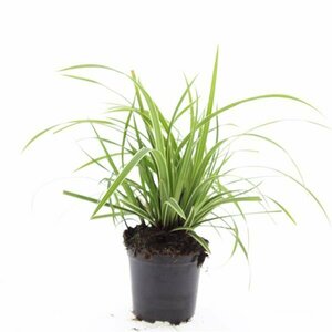 Carex morrowii 'Ice Dance' C2 - afbeelding 5