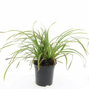 Carex morrowii 'Ice Dance' C2 - afbeelding 2