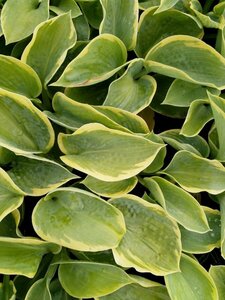 Hosta sieboldiana 'Frances Williams' P9 - afbeelding 6
