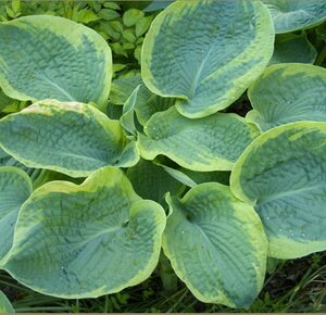 Hosta sieboldiana 'Frances Williams' P9 - afbeelding 2