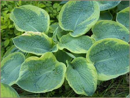 Hosta sieboldiana 'Frances Williams' P9 - afbeelding 4