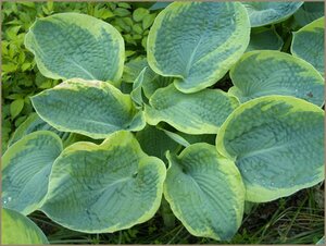 Hosta sieboldiana 'Frances Williams' P9 - afbeelding 4