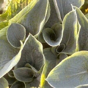Hosta sieboldiana 'Frances Williams' P9 - afbeelding 5