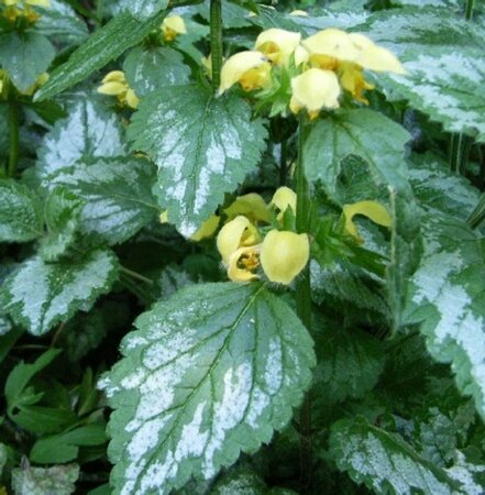 Lamiastrum galeobdolon 'Florentinum' P9 - afbeelding 1