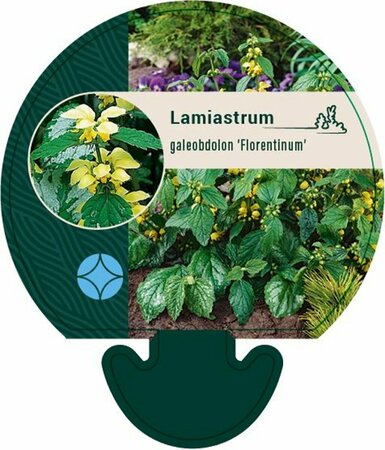 Lamiastrum galeobdolon 'Florentinum' P9 - afbeelding 4