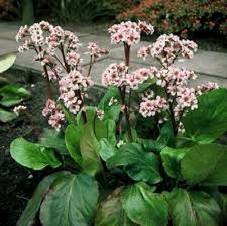 Bergenia 'Silberlicht' P9 - afbeelding 2