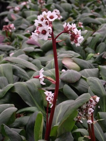 Bergenia 'Silberlicht' P9 - afbeelding 4