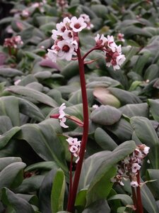Bergenia 'Silberlicht' P9 - afbeelding 4