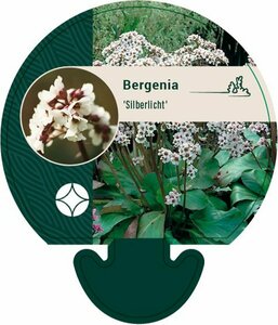 Bergenia 'Silberlicht' P9 - afbeelding 1