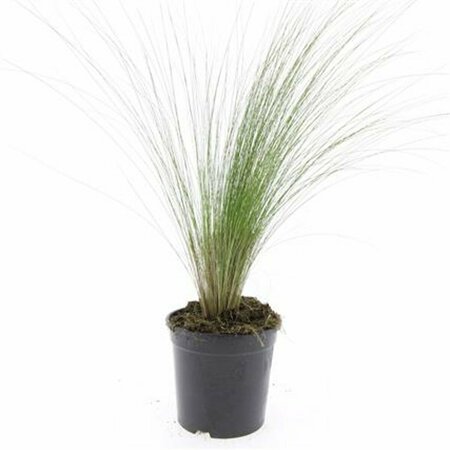 Stipa tenuissima 'Ponytails' P9 - afbeelding 4